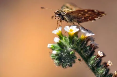 Butterfly Stock Photos