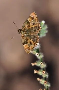 Butterfly Stock Photos