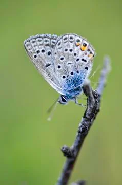 Butterfly Stock Photos
