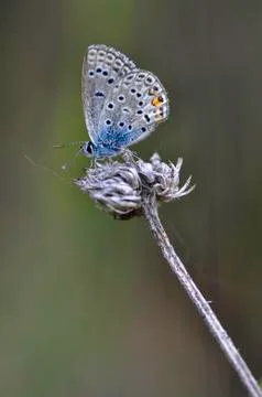 Butterfly Stock Photos