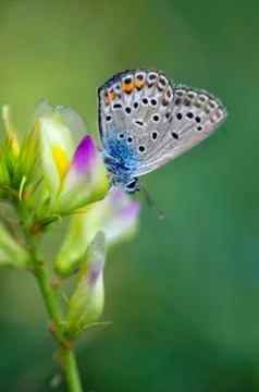 Butterfly Stock Photos