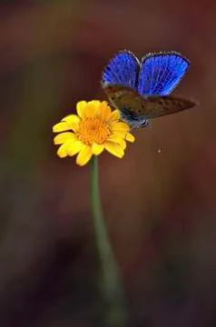 Butterfly Stock Photos