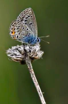Butterfly Stock Photos