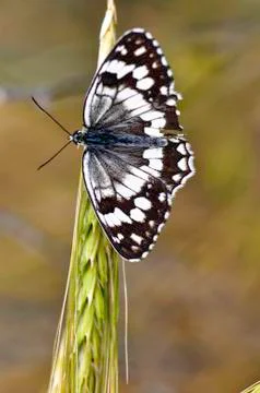 Butterfly Stock Photos