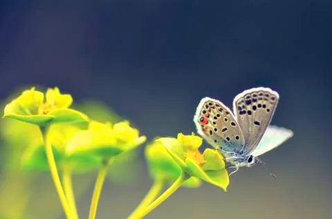 Butterfly Stock Photos