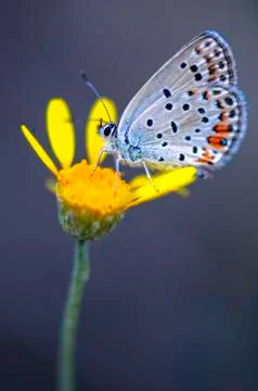 Butterfly Stock Photos