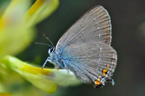 Butterfly Stock Photos
