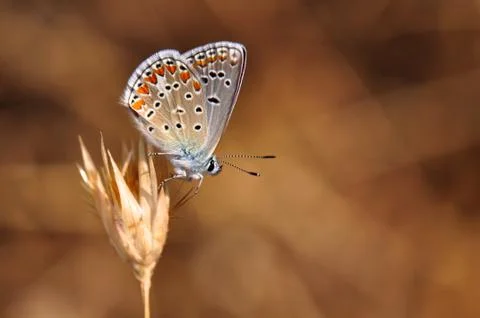Butterfly Stock Photos
