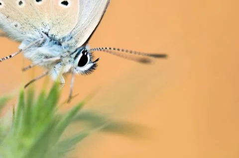 Butterfly Stock Photos