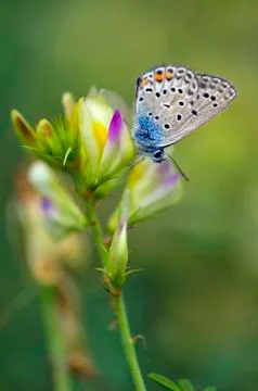 Butterfly Stock Photos