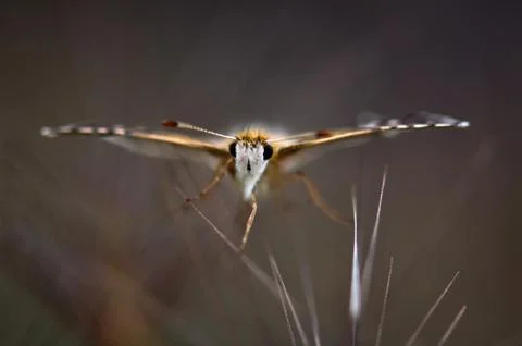 Butterfly Stock Photos