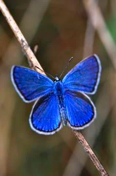 Butterfly Stock Photos