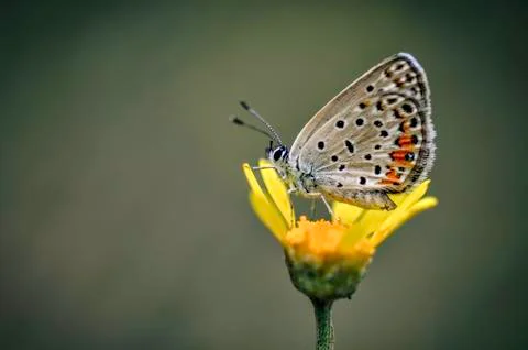 Butterfly Stock Photos