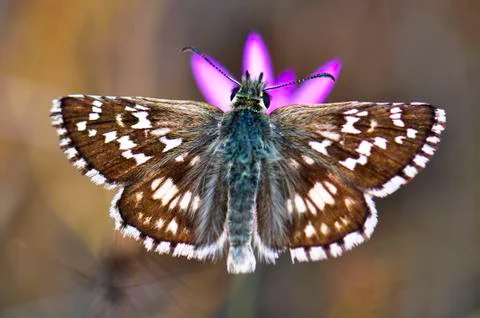 Butterfly Stock Photos