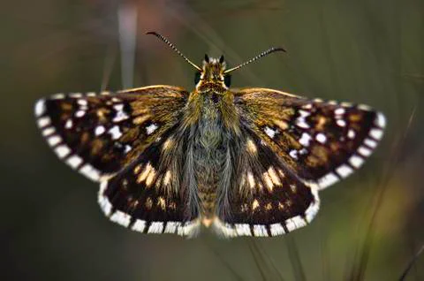 Butterfly Stock Photos