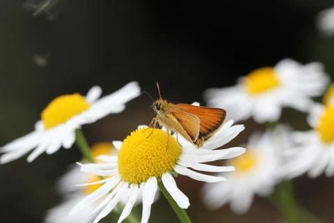 Butterfly Stock Photos