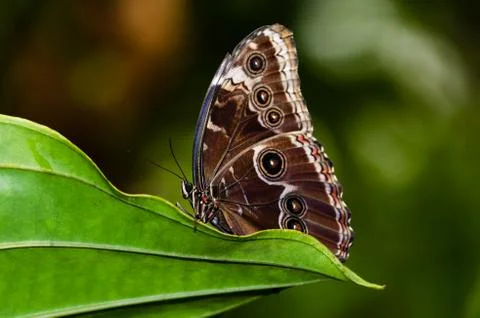 Butterfly Stock Photos