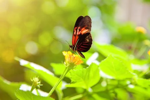 Butterfly 스톡 사진