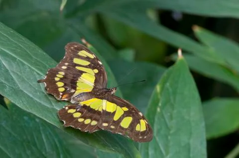 Butterfly Stock Photos