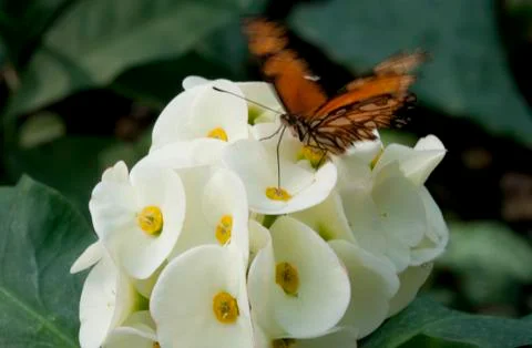 Butterfly Фото