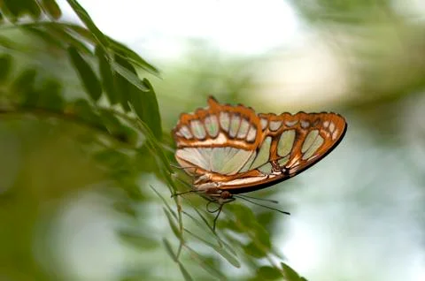 Butterfly Fotos Stock