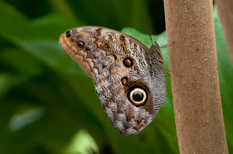 Butterfly Stock Photos
