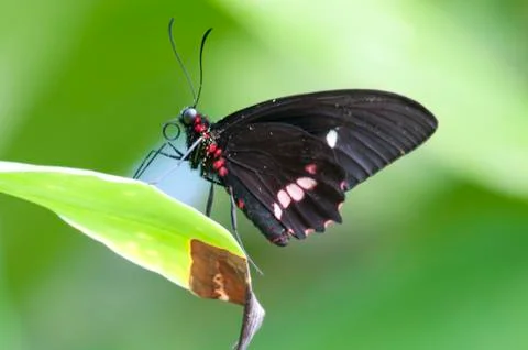 Butterfly Stock Photos