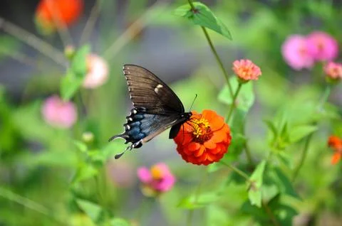Butterfly Stock Photos