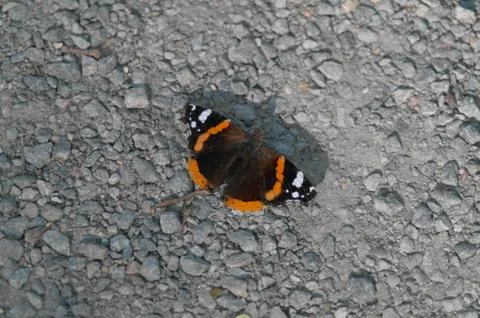 Butterfly Stock Photos