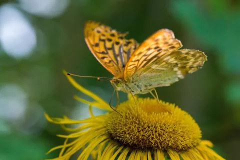 Butterfly Stock Photos