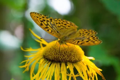 Butterfly Stock Photos