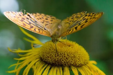 Butterfly Stock Photos
