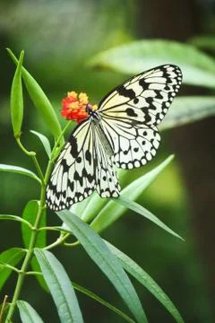 Butterfly Stock Photos