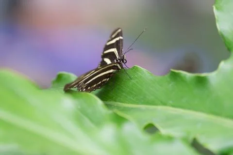Butterfly Stock Photos