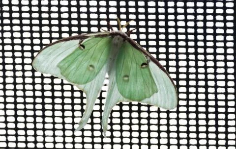 Butterfly 스톡 사진