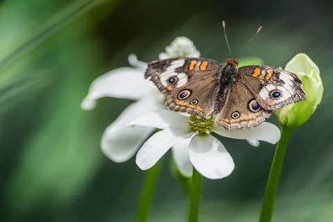 Butterfly 스톡 사진