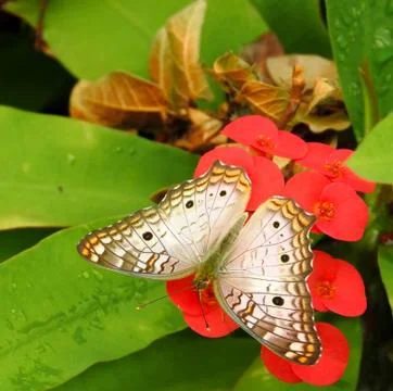 Butterfly Stock-Fotos