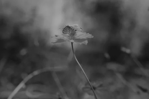 Butterfly Stock Photos