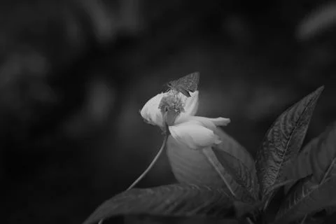 Butterfly Stock Photos