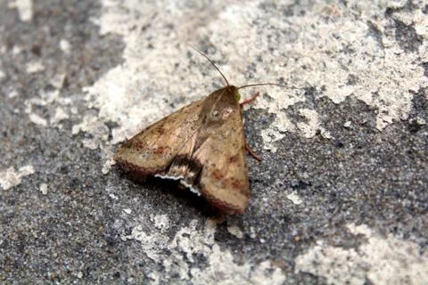 Butterfly Stock Photos