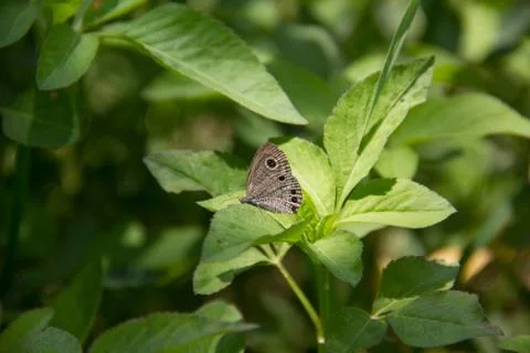A butterfly Stock Photos