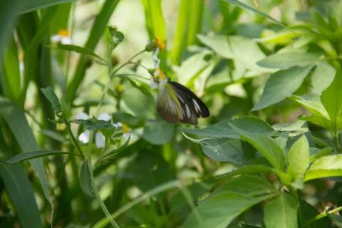A butterfly Stock Photos