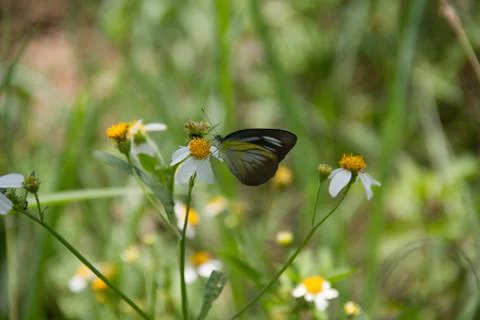 A butterfly Stock Photos