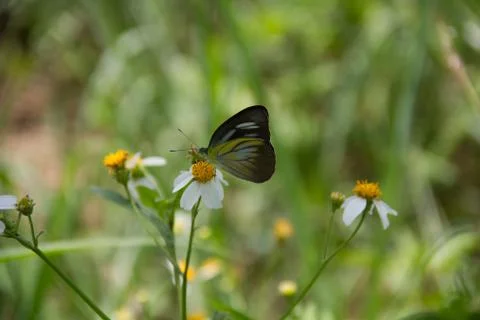 A butterfly Stock Photos