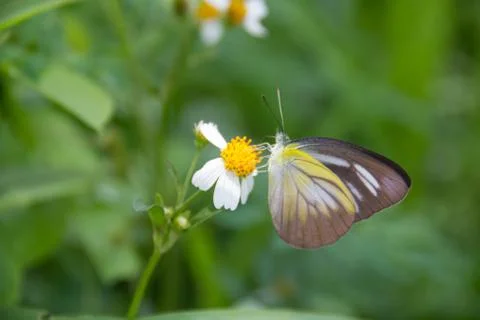 A butterfly Stock Photos