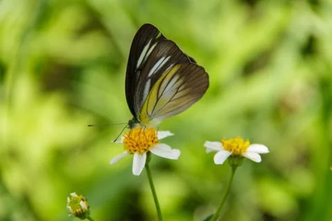 A butterfly Stock Photos
