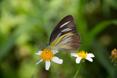 A butterfly Stockfoto's