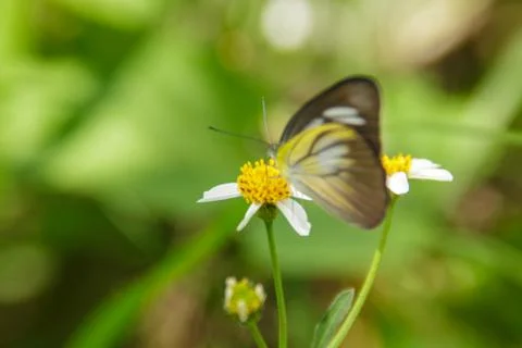 A butterfly Stock Photos