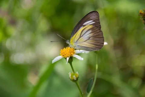 A butterfly Stock Photos