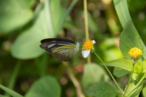 A butterfly Stock Photos